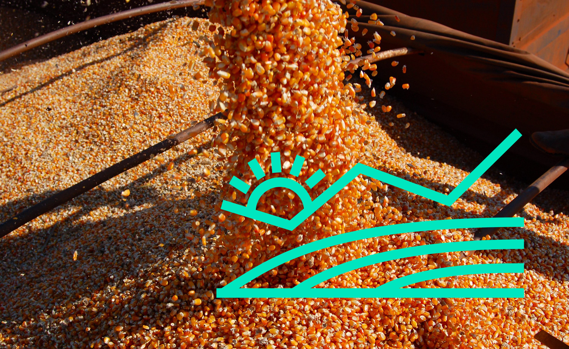 Corn harvesting