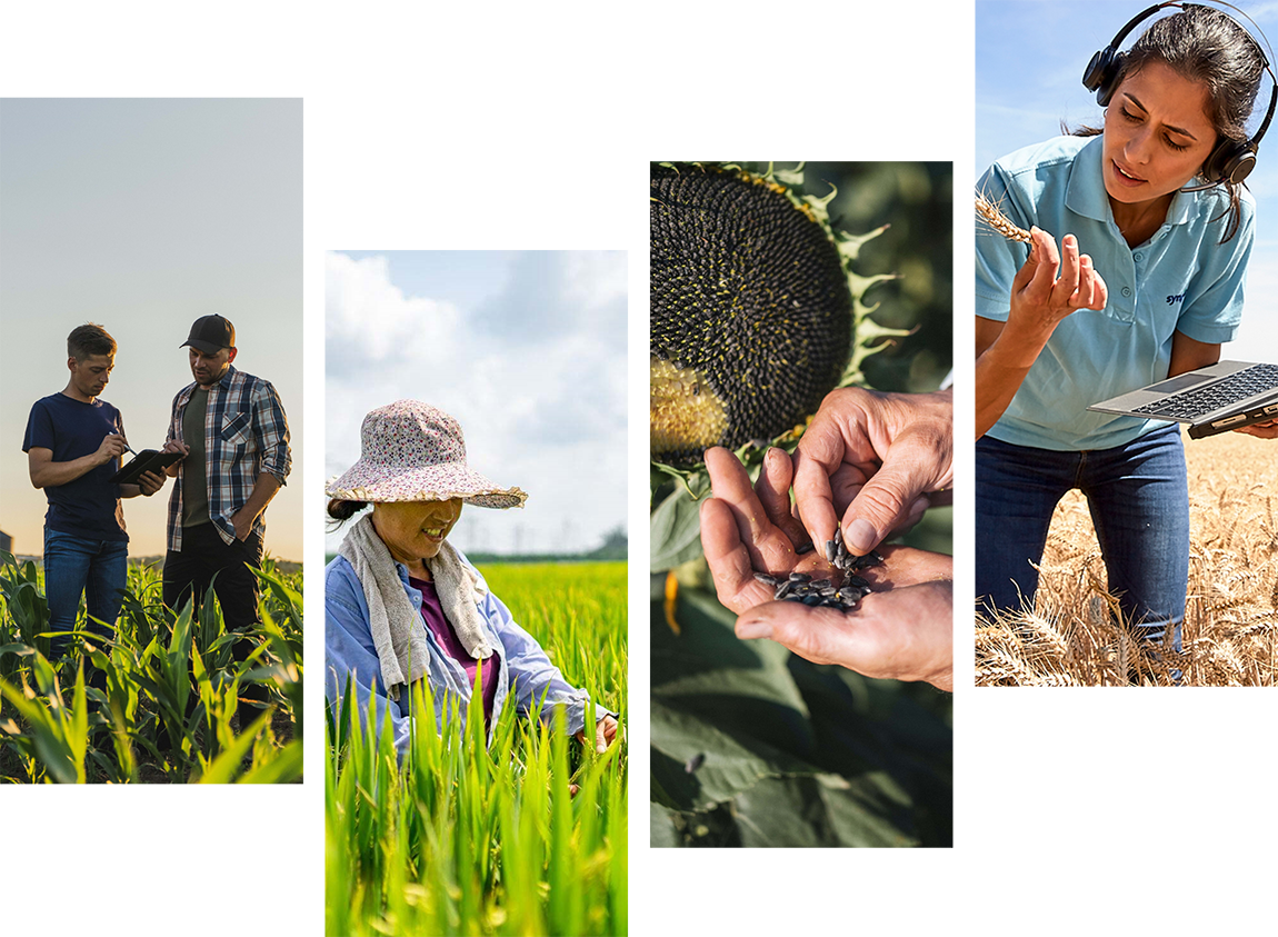 Syngenta Seeds