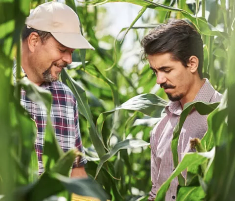 customer in a field of sweetcorn