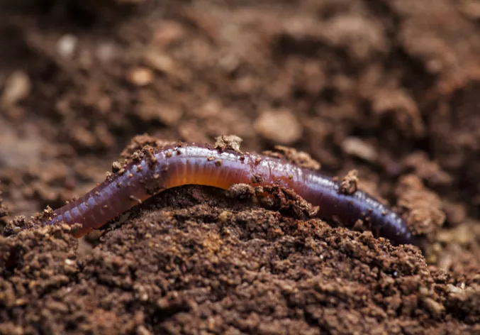 Earthworm