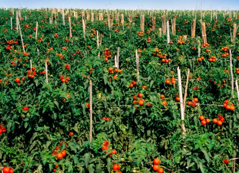 Tomato field