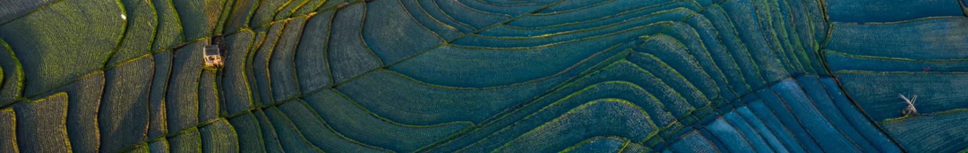 Terraced rice paddy fields in Bali