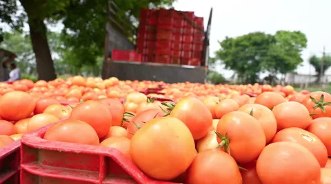 tomato